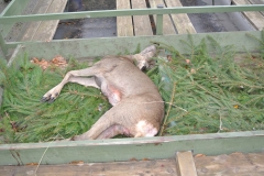 DSC_4077.JPG